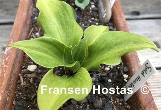 Hosta Gold Hearted Mouse